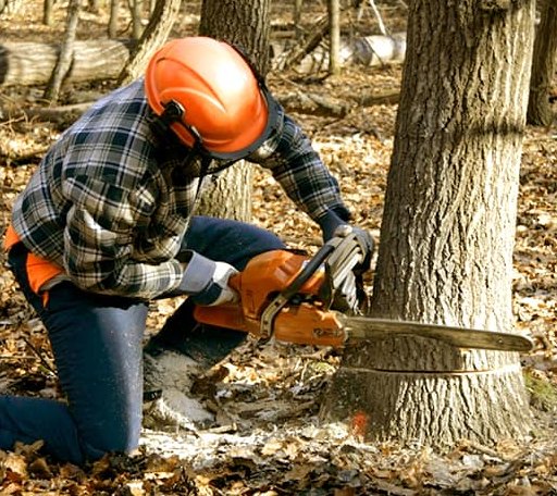 Tree Removal in Mendon, MI